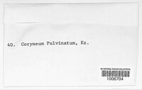 Coryneum pulvinatum image